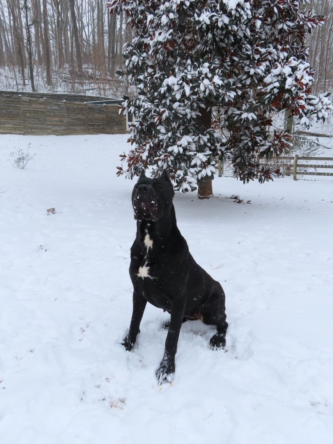 Crowned Corso Puppy breeder image 11