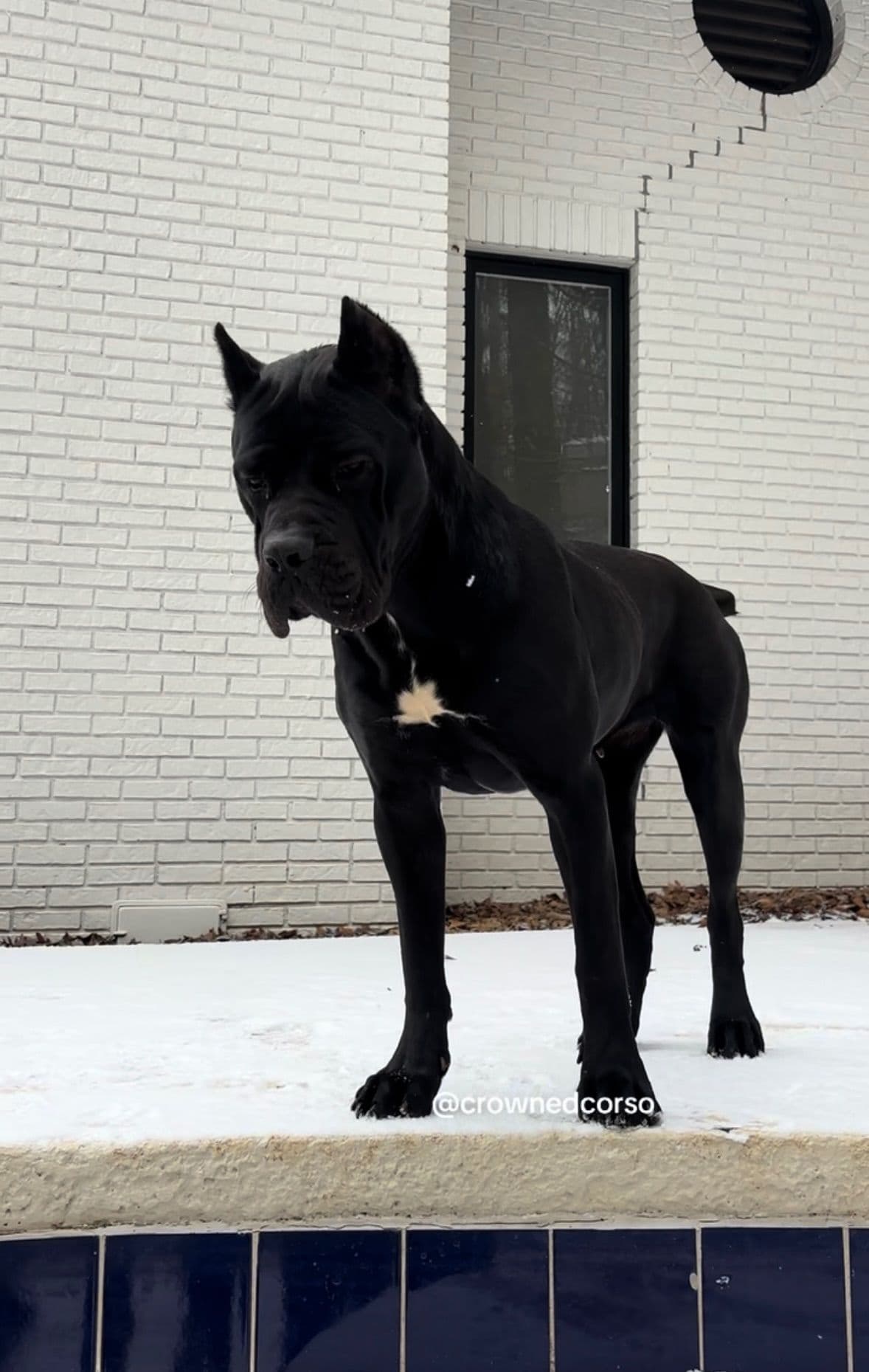Crowned Corso Puppy breeder image 3