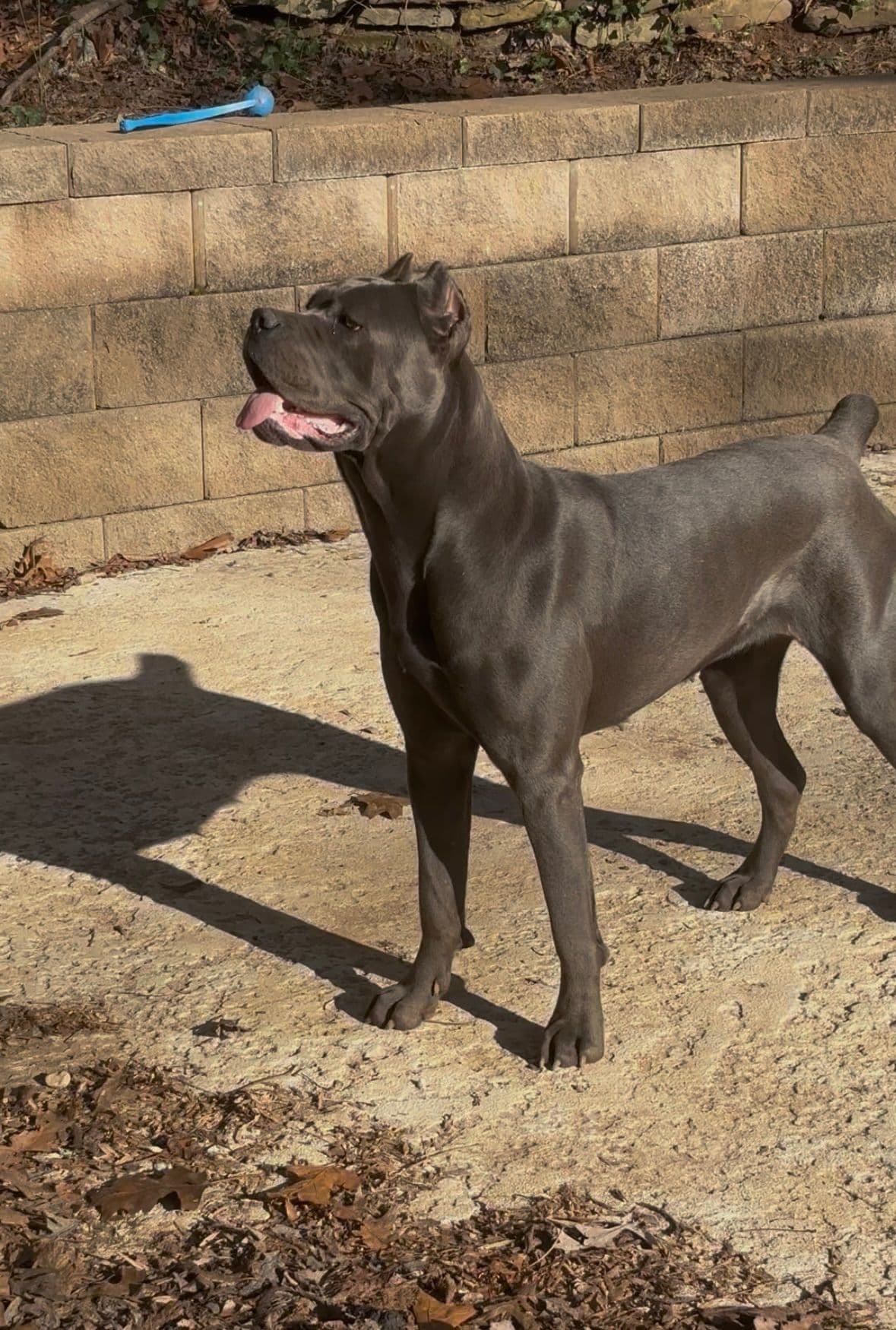 Crowned Corso Puppy breeder image 5