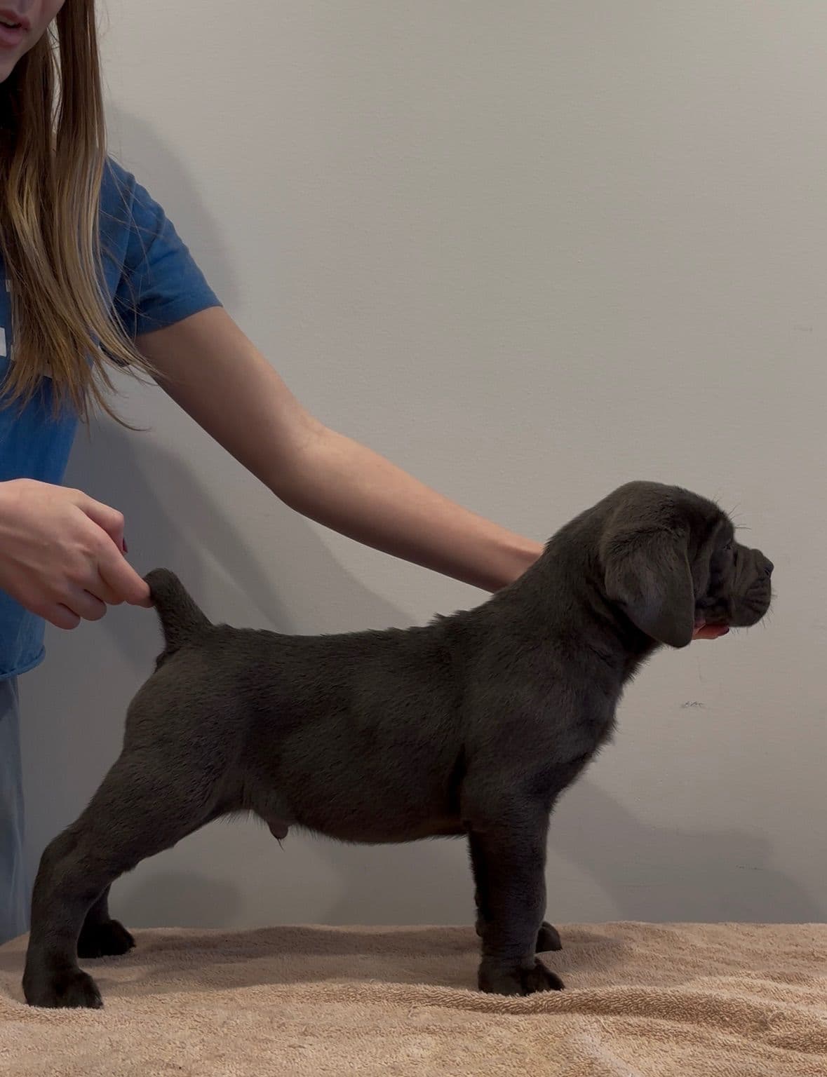 Crowned Corso Puppy breeder image 13