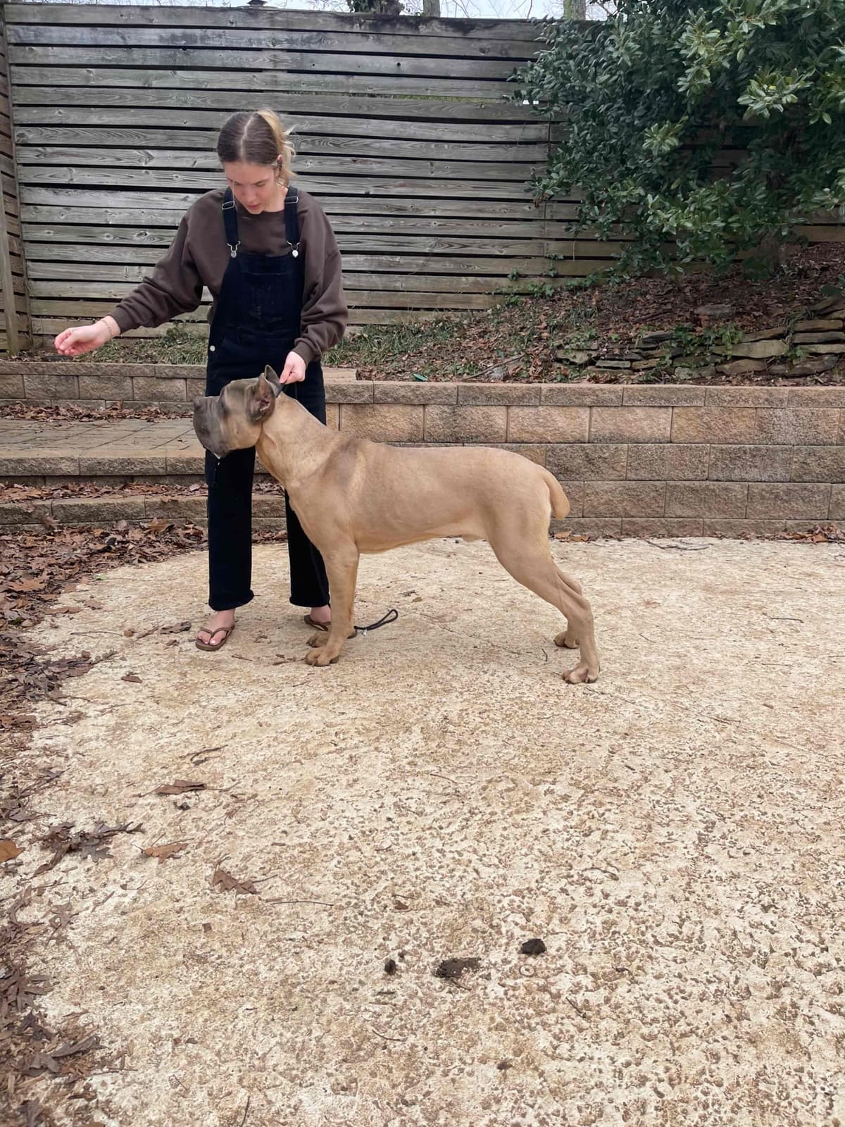 Crowned Corso Puppy breeder image 8