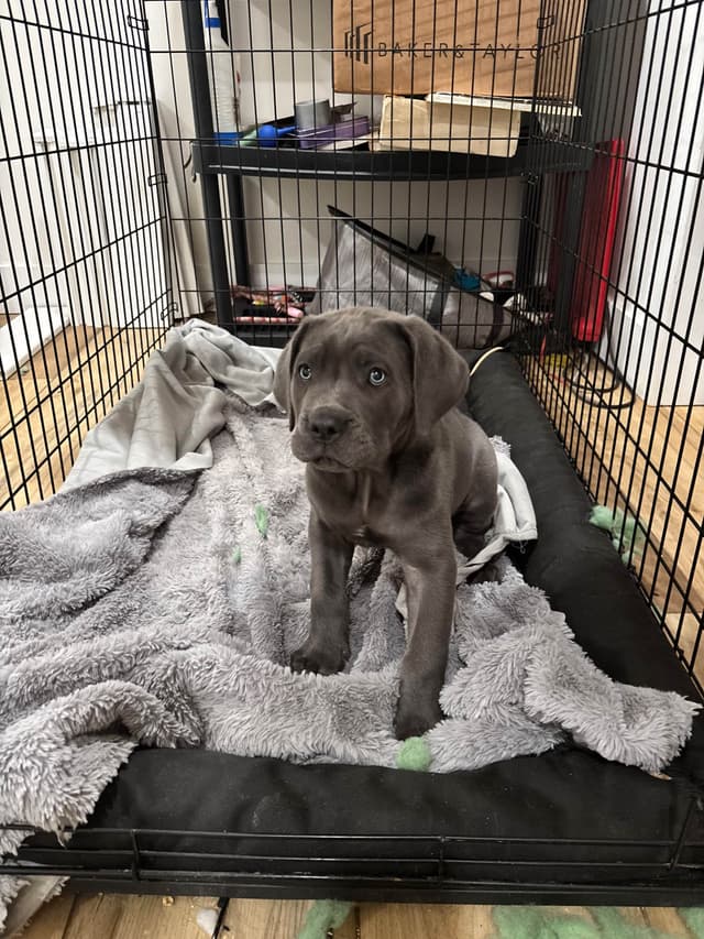 Crowned Corso Puppy media 9