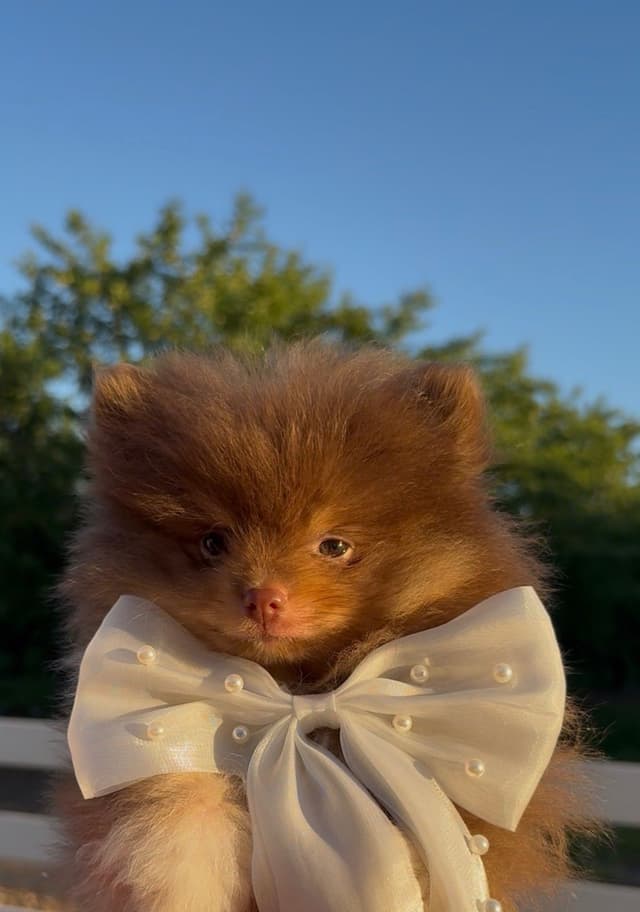 Chocolate & Tan Pomeranian Puppies media 2