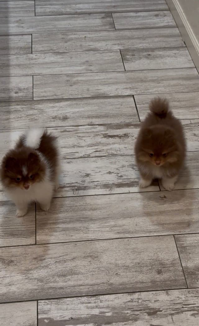 Chocolate & Tan Pomeranian Puppies media 3
