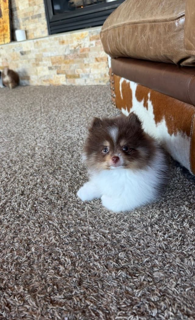 Chocolate & Tan Pomeranian Puppies media 4