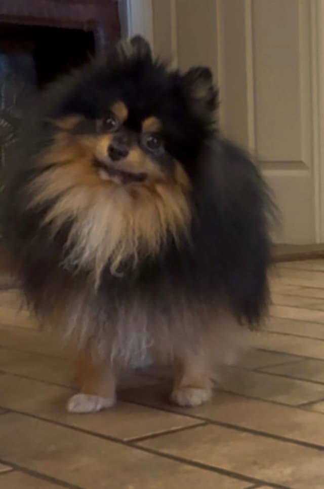 Chocolate & Tan Pomeranian Puppies media 5