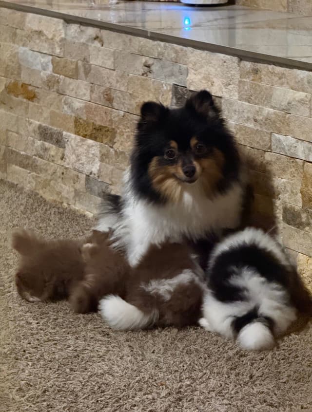 Chocolate & Tan Pomeranian Puppies media 6