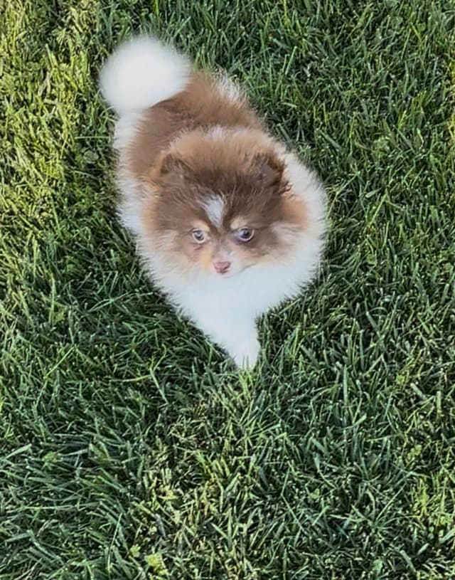 Chocolate & Tan Pomeranian Puppies media 8