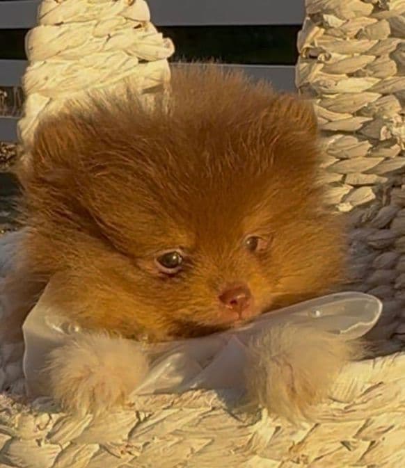 Chocolate & Tan Pomeranian Puppies media 9