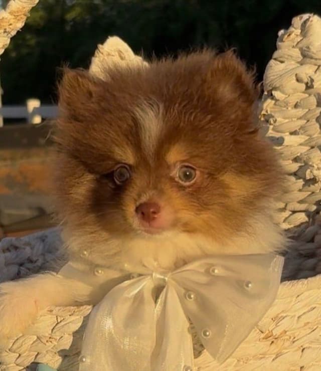 Chocolate & Tan Pomeranian Puppies media 10