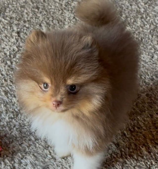 Chocolate & Tan Pomeranian Puppies media 11