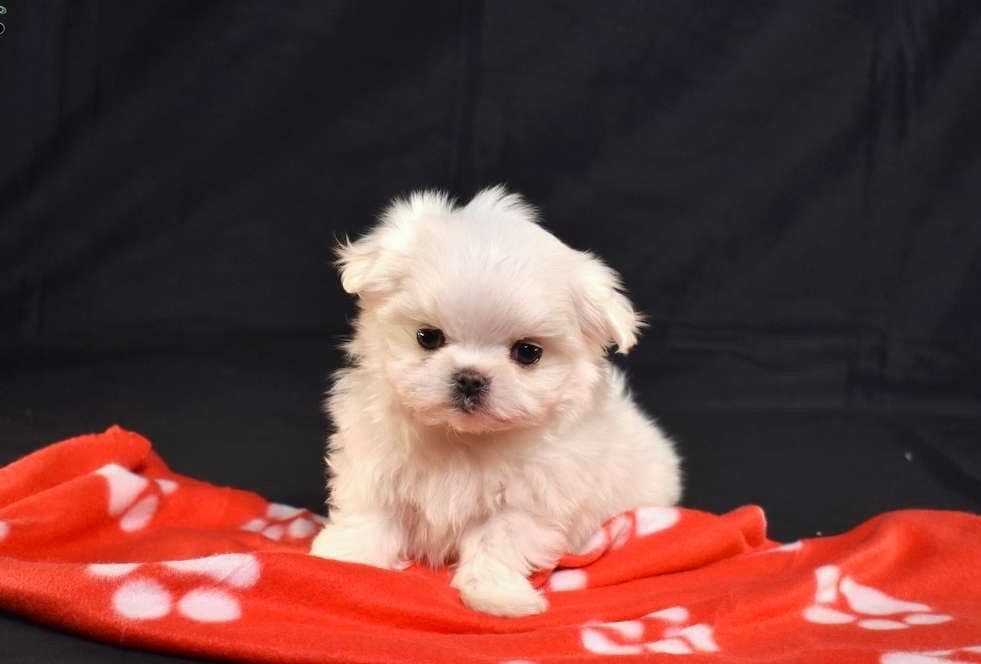 Playful Mini Poodle Puppies. Call or Text 717-353-9655 breeder image 3