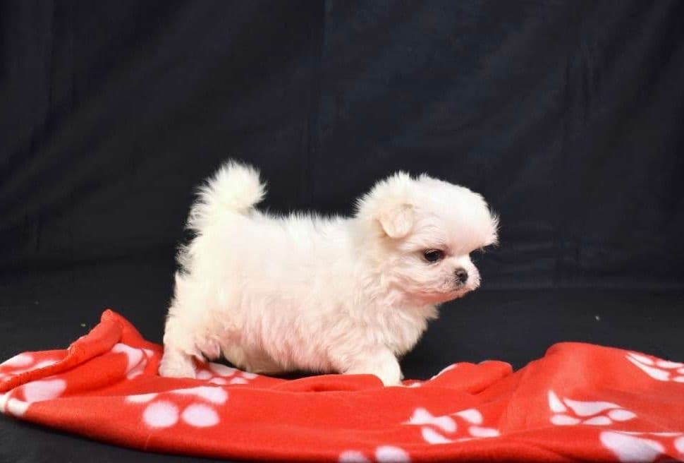 Playful Mini Poodle Puppies. Call or Text 717-353-9655 breeder image 4