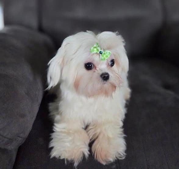 Playful Mini Poodle Puppies. Call or Text 717-353-9655 breeder image 5