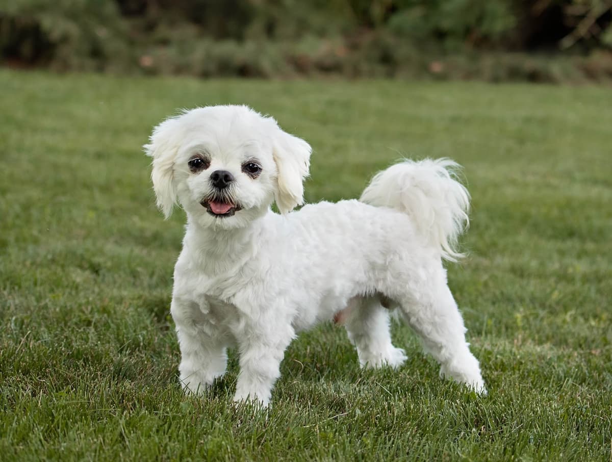 Playful Mini Poodle Puppies. Call or Text 717-353-9655 breeder image 8