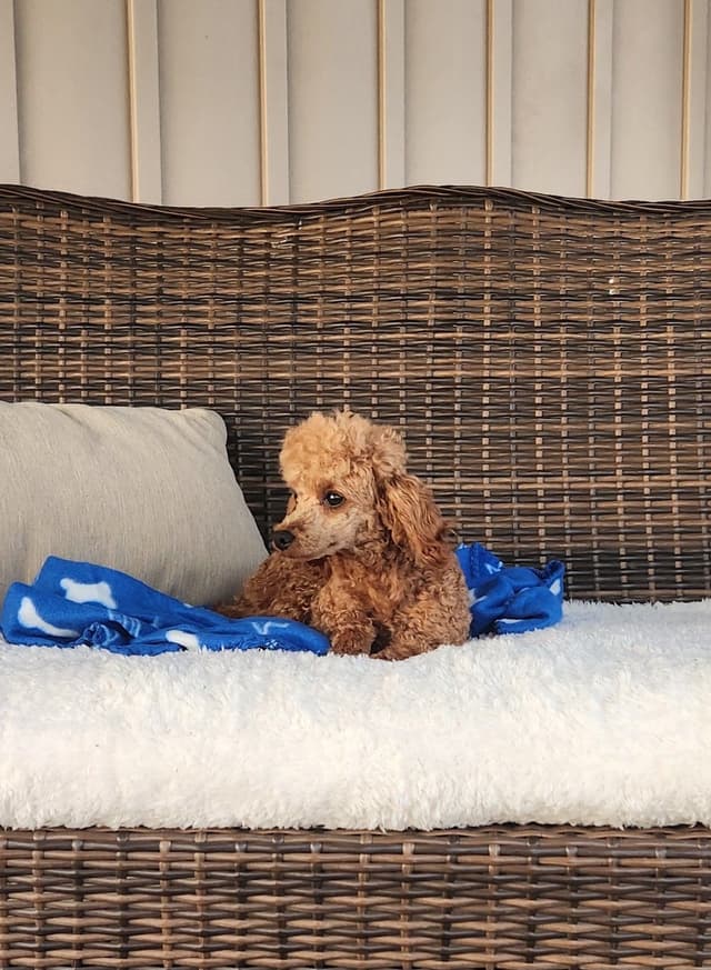 Playful  Mini Poodle Puppies.  Call  or Text 717-353-9655 media 2