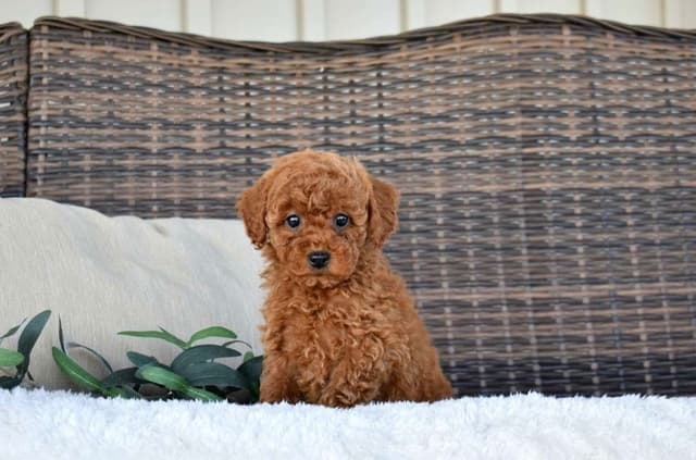 Playful  Mini Poodle Puppies.  Call  or Text 717-353-9655 media 3