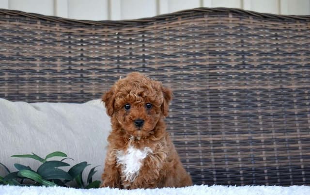 Playful  Mini Poodle Puppies.  Call  or Text 717-353-9655 media 5