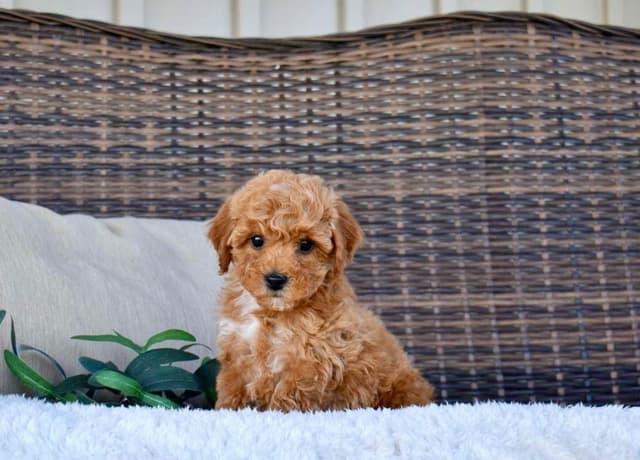 Playful  Mini Poodle Puppies.  Call  or Text 717-353-9655 media 6