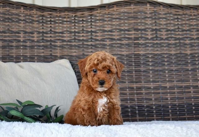Playful  Mini Poodle Puppies.  Call  or Text 717-353-9655 media 7