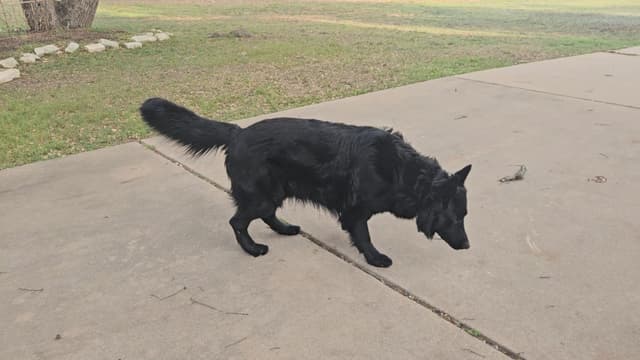 German Shepherd Dog Puppies media 2