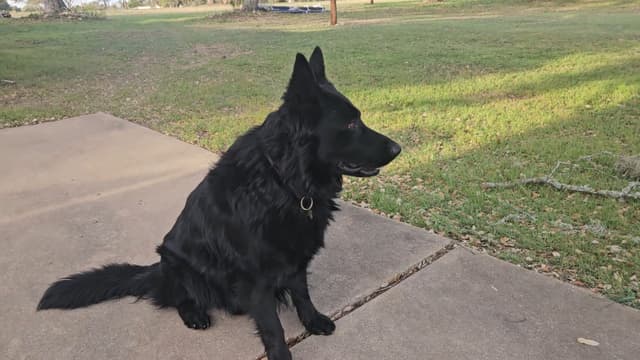 German Shepherd Dog Puppies media 3