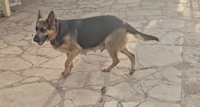 German Shepherd Dog Puppies media 4