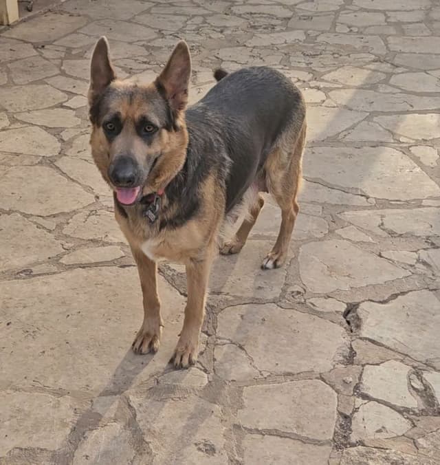 German Shepherd Dog Puppies media 5