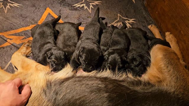 German Shepherd Dog Puppies media 6