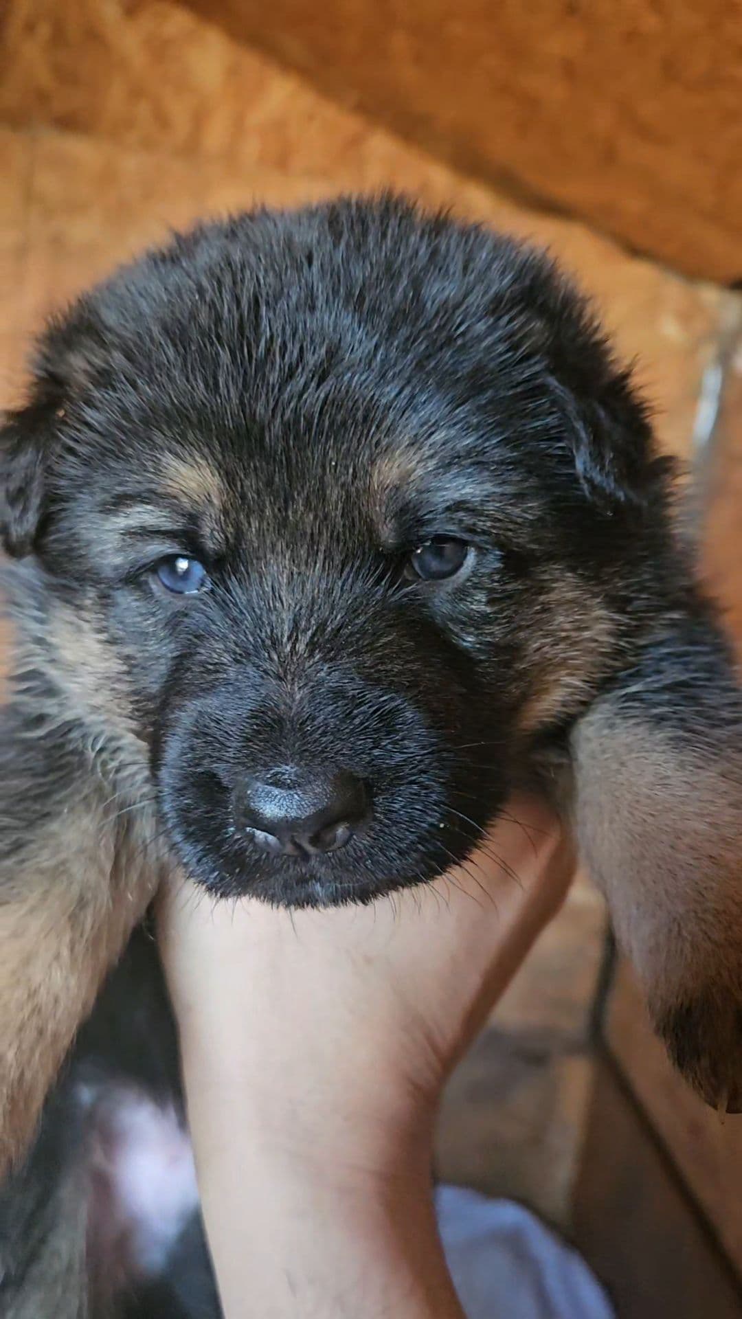German Shepherd Dog Puppies breeder image 4