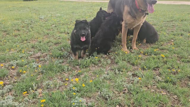 German Shepherd Dog Puppies media 7