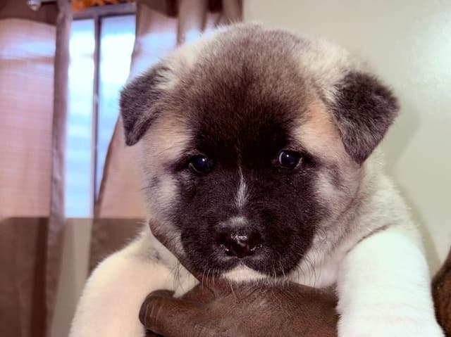 CHAMPION BLOODLINE AKC- AMERICAN Akita Puppies media 2