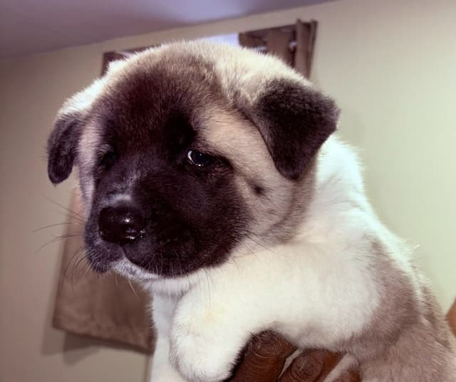 CHAMPION BLOODLINE AKC- AMERICAN Akita Puppies media 3