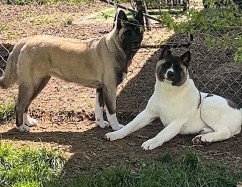 CHAMPION BLOODLINE AKC- AMERICAN Akita Puppies media 4