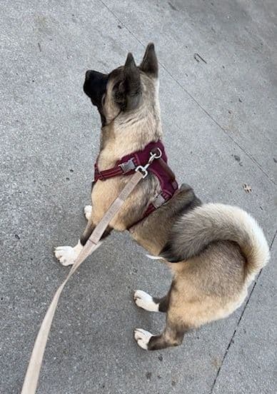 CHAMPION BLOODLINE AKC- AMERICAN Akita Puppies media 5