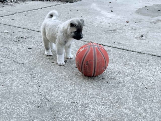 CHAMPION BLOODLINE AKC- AMERICAN Akita Puppies media 6