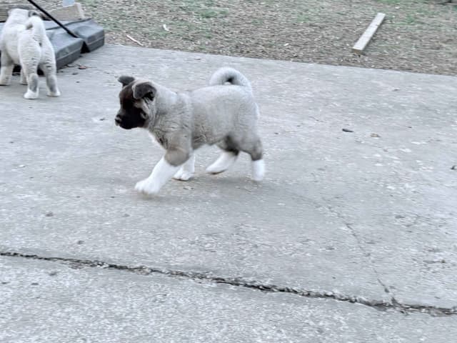 CHAMPION BLOODLINE AKC- AMERICAN Akita Puppies media 7