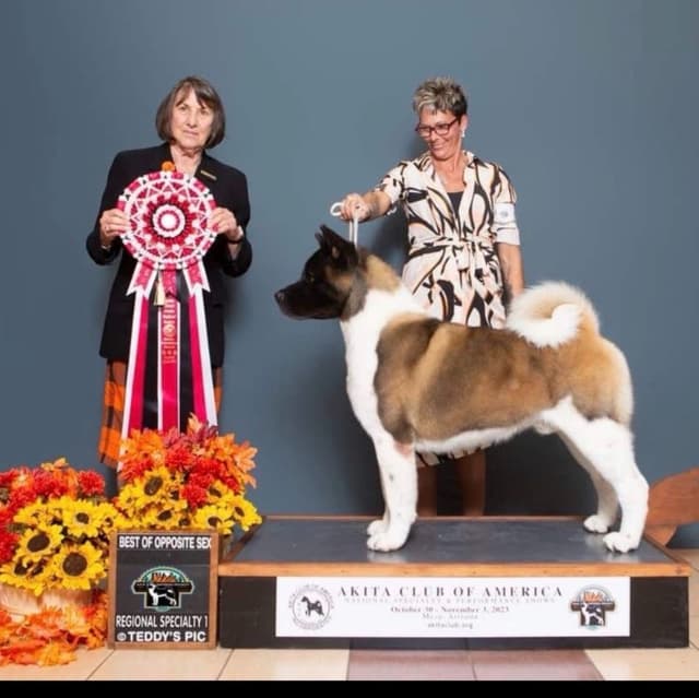 CHAMPION BLOODLINE AKC- AMERICAN Akita Puppies media 8