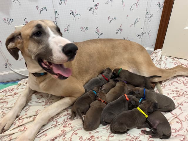 Great Dane Puppies media 2