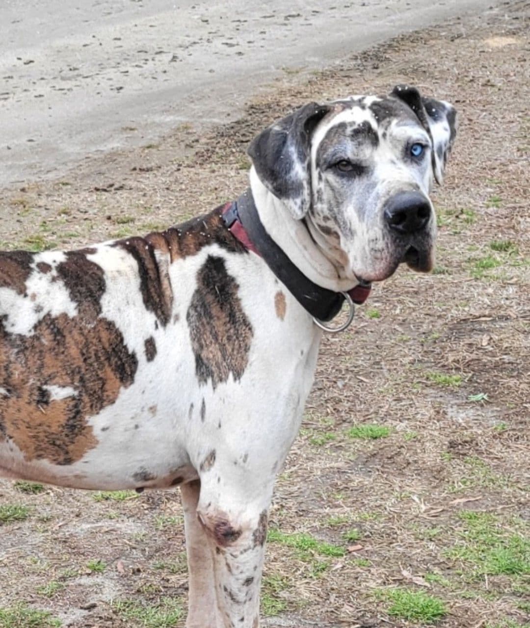 Great Dane Puppies breeder image 1
