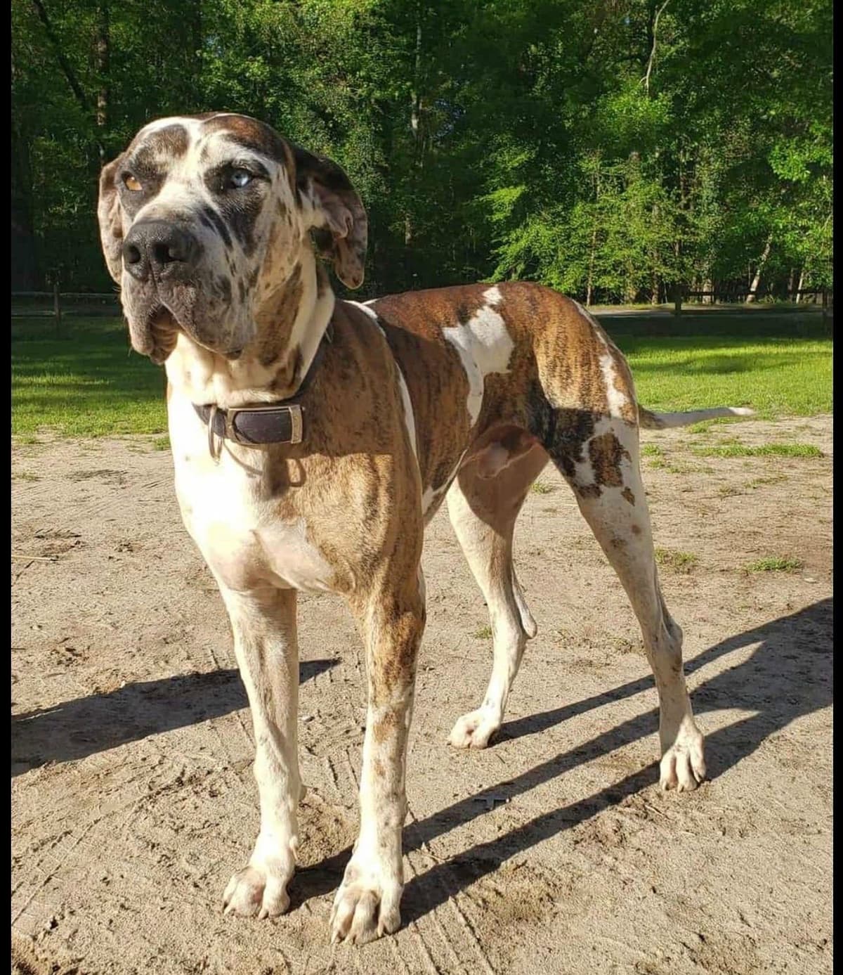 Great Dane Puppies breeder image 3
