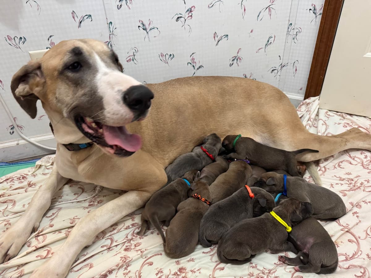 Great Dane Puppies breeder image 5