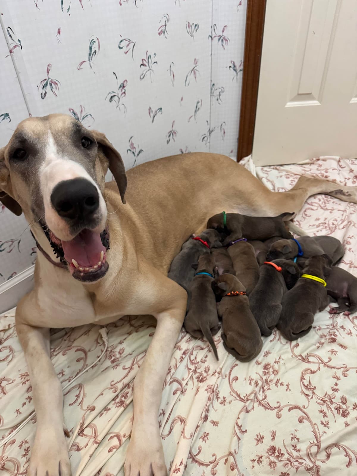 Great Dane Puppies breeder image 7