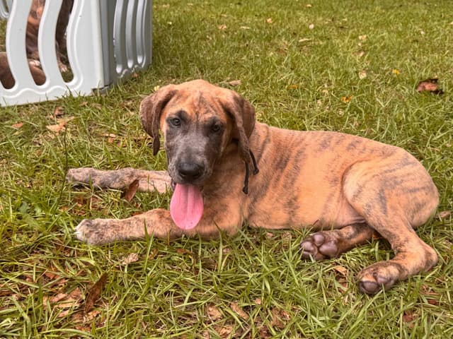 Great Dane Puppies media 5