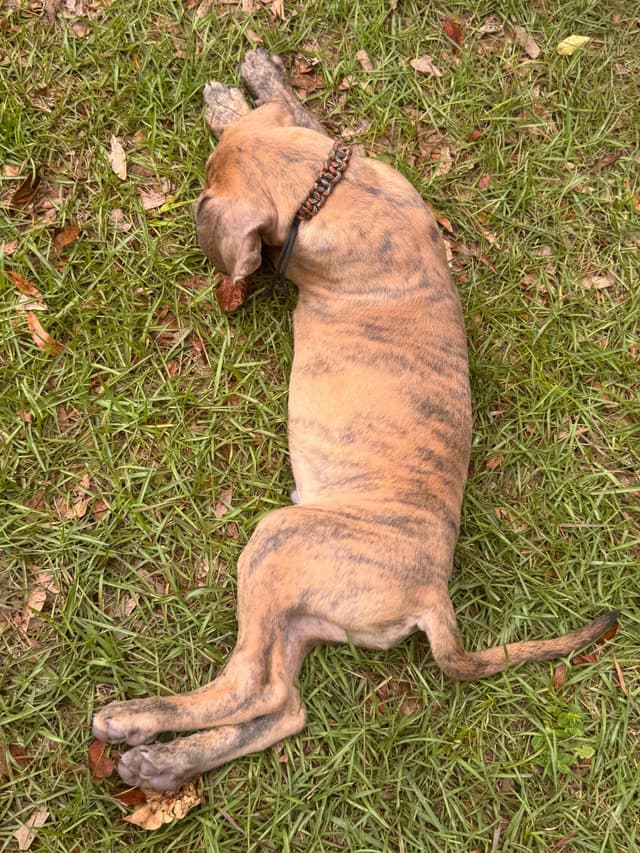 Great Dane Puppies media 6