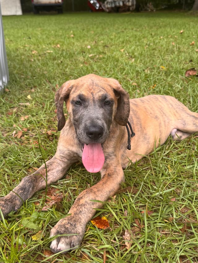 Great Dane Puppies media 7