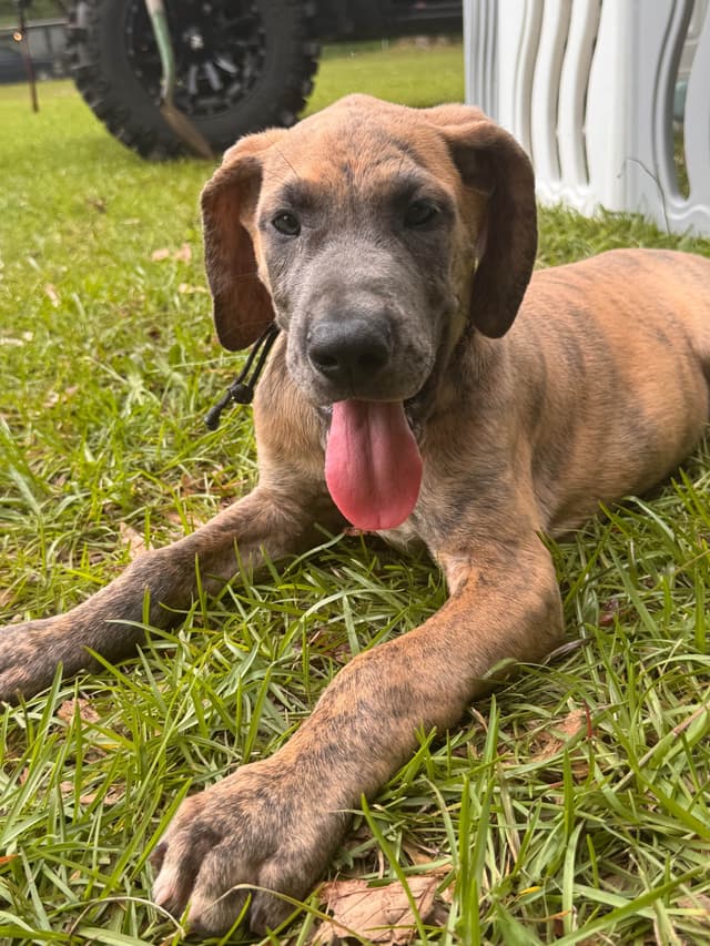 Great Dane Puppies media 8