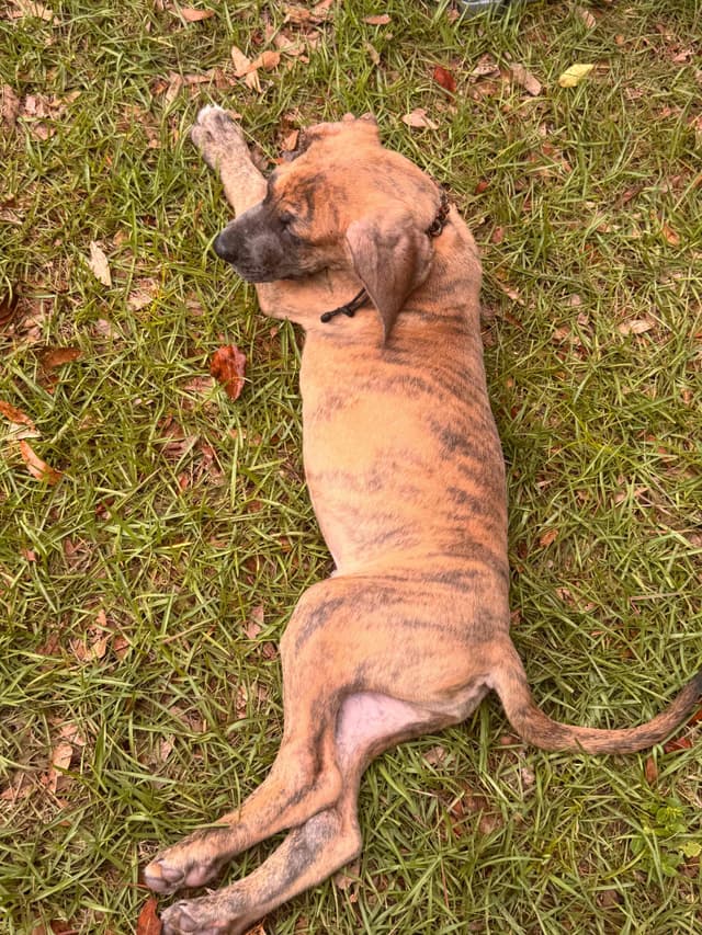 Great Dane Puppies media 9