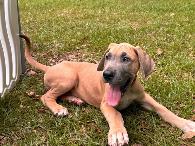 Great Dane Puppies media 10