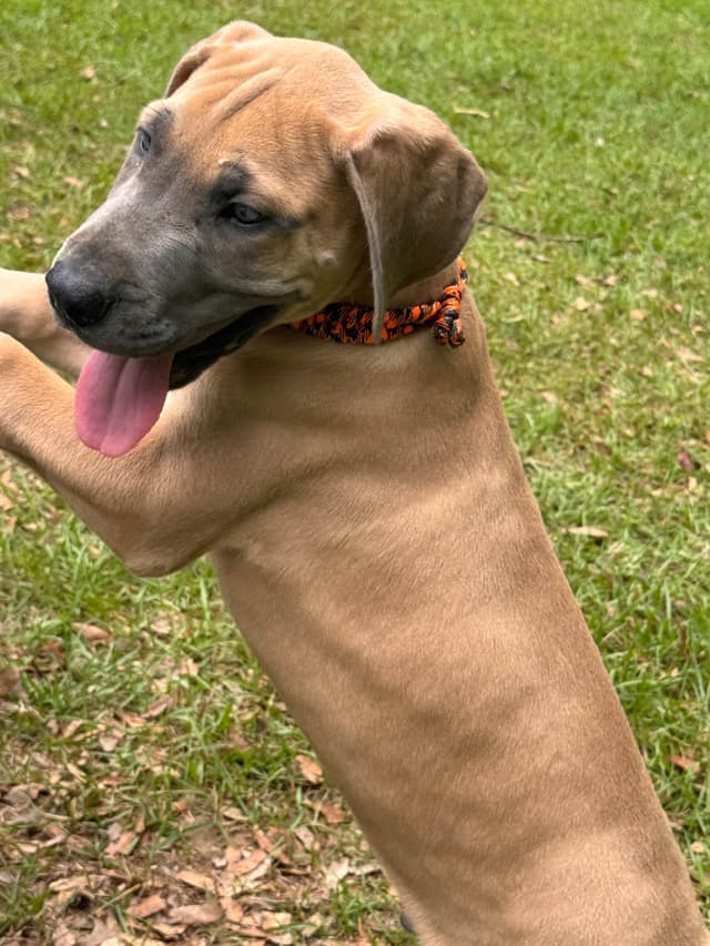 Great Dane Puppies media 11